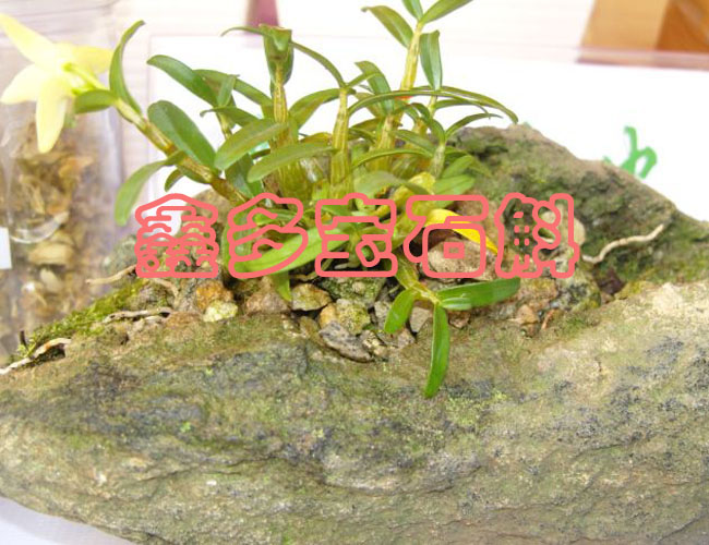 三年生米斛盆景